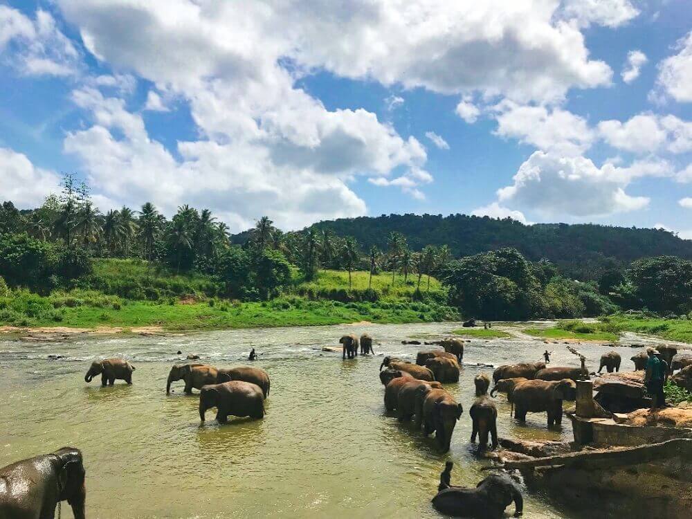 A herd of Elephant. © Rajiv Perera