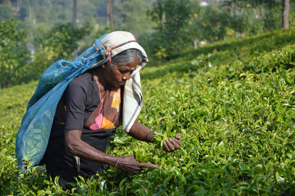 Tea Plantation. © Asantha Abeysooriya