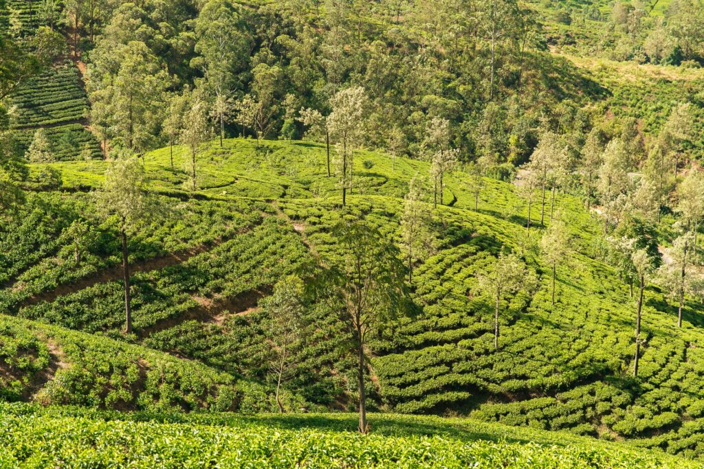 Tea plantations in Sri Lanka © Egle Sidaraviciute 