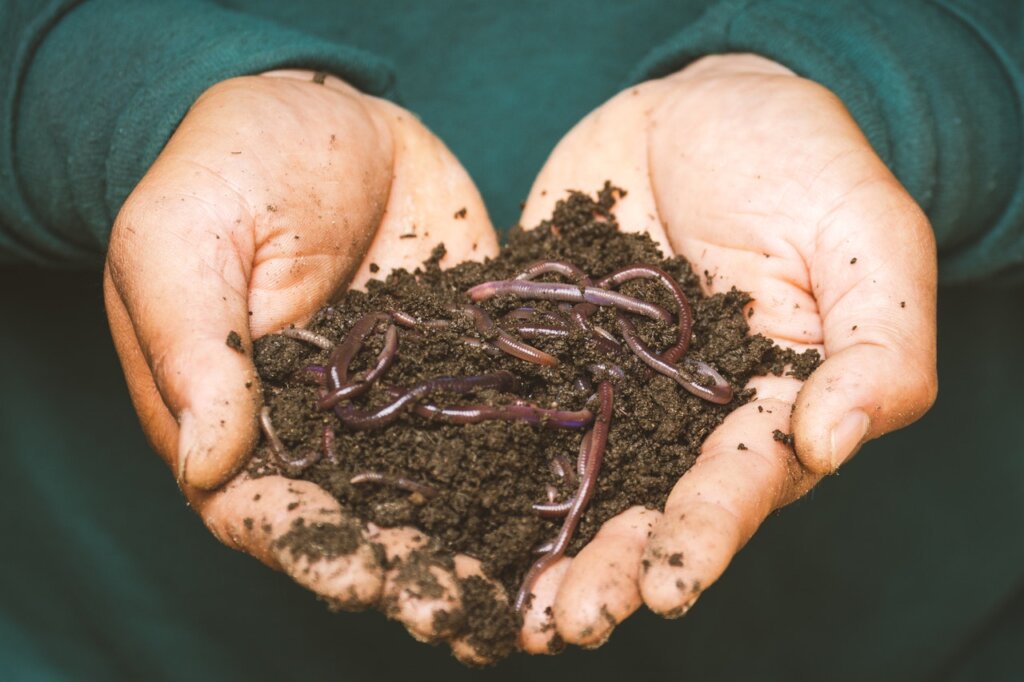 Organic Fertilizer - Pexels Sippakorn Yamkasikorn