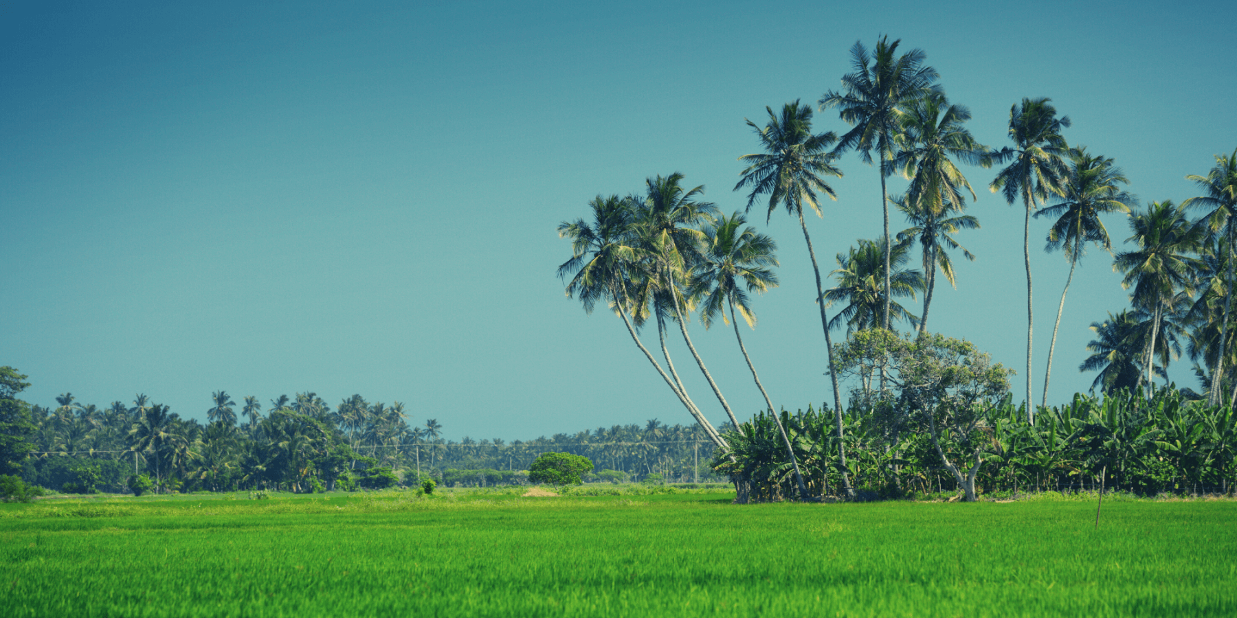 Rice is a staple food for Sri Lankans. Endless paddy fields grace Sri Lanka’s landscapes. Producing greater quantities of this food is essential as well as respecting the natural ecosystem in which it is grown. This is possible through agro-ecological farming practice (c) Renaissance Sri lanka