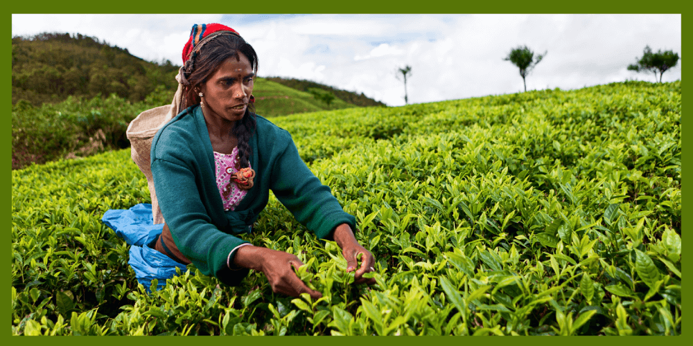 The hard-working ladies of the Sri Lankan tea plantations are a popular subject for photography, but it should not be forgotten that they belong to one of the most vulnerable communities on the island. © Renaissance Sri Lanka 