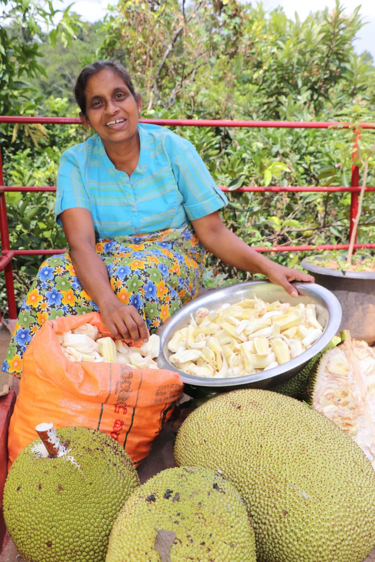 A woman is making jackfruit ready to be dried. Jackfruit is a naturally growing tree thriving in the Badulla district of Sri Lanka © MONLAR