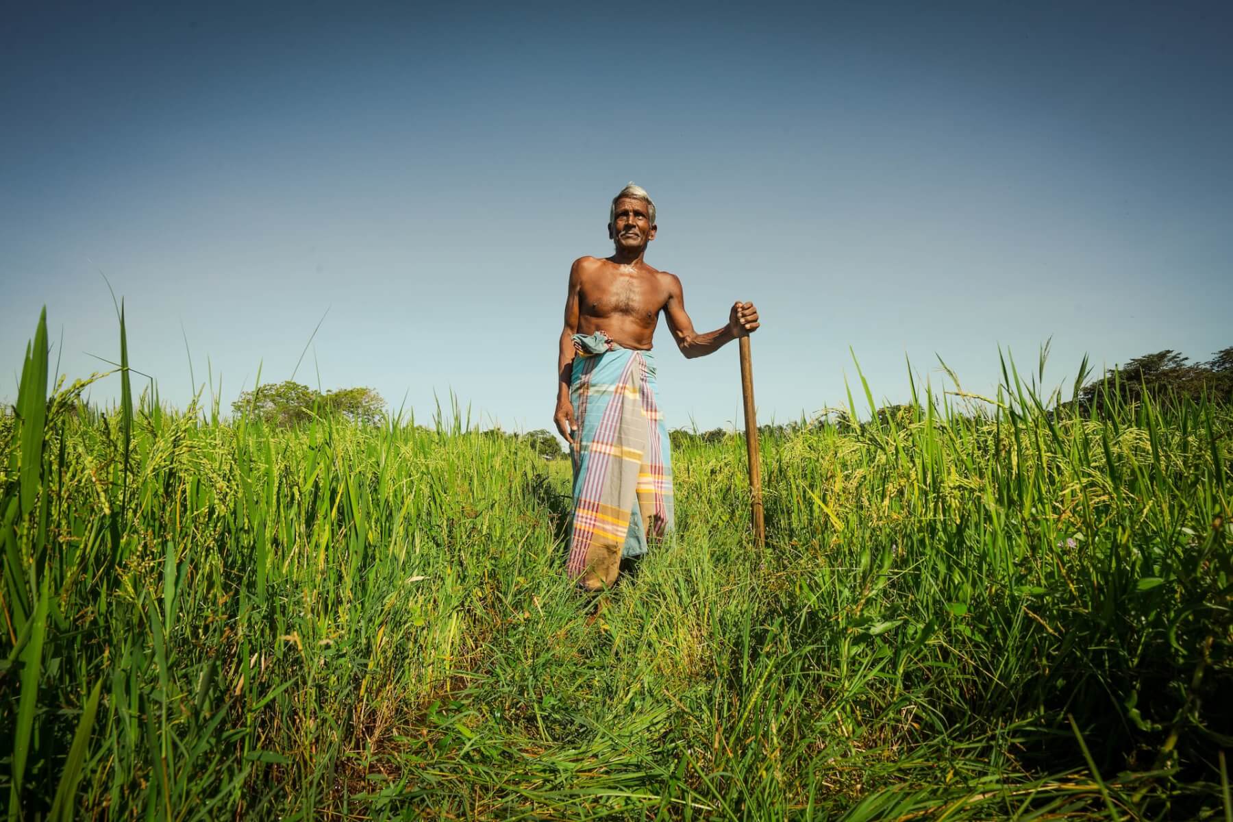 There is a growing worldwide focus on food sovereignty. Food sovereignty is a food system in which the people who produce, distribute, and consume food also control the mechanisms and policies of food production and distribution. This stands in contrast to the present corporate food regime, in which corporations and market institutions control the global food system (source: wikipedia). - © Unsplash indika-sriyan