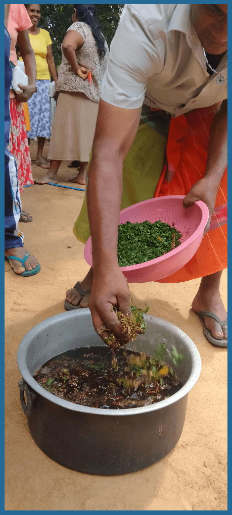 Mixture of cow urine with all ingredients ready to boil © Renaissance Sri Lanka