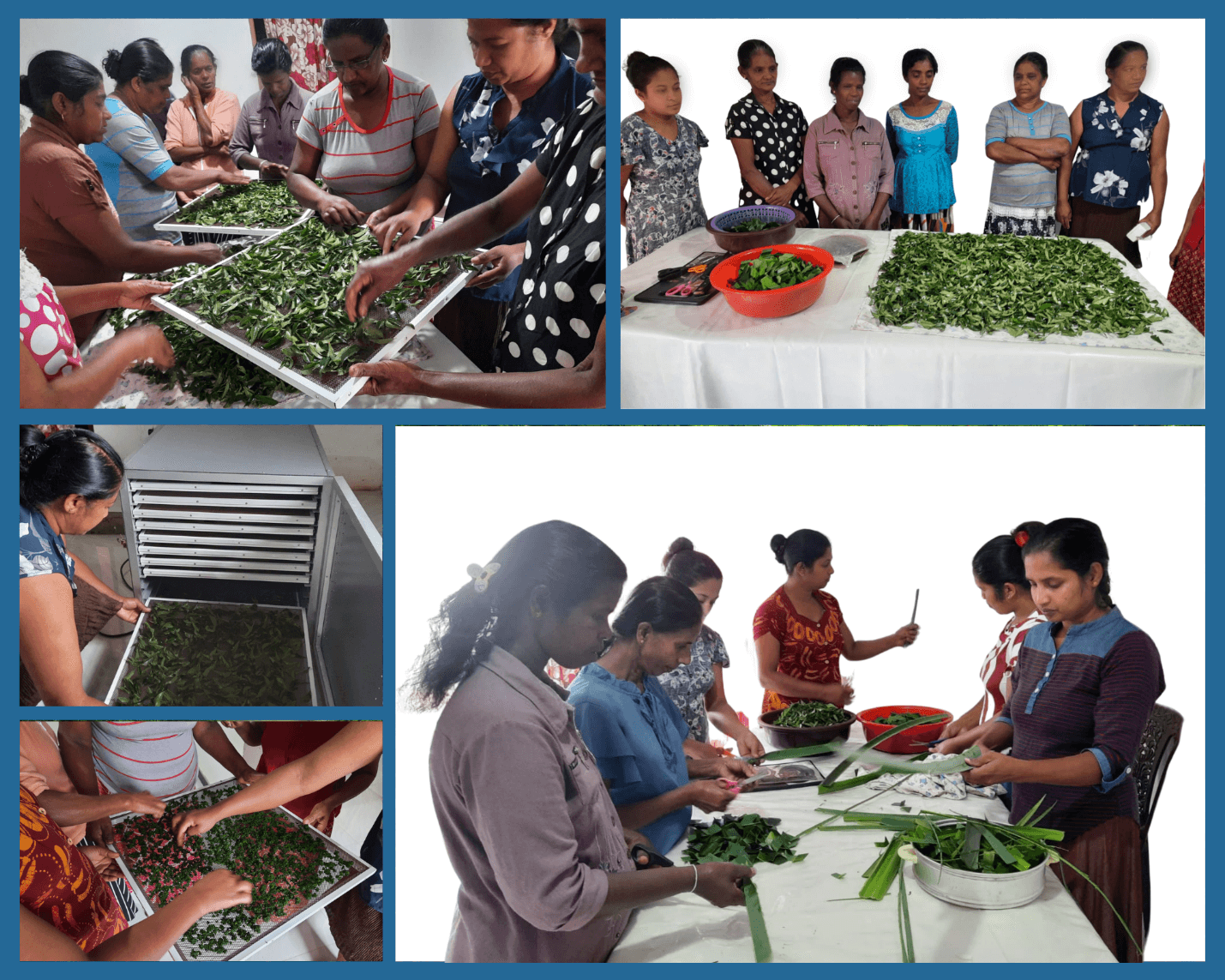 Training women to produce dried curry leaves, pandan leaves and manioc leaves. © Renaissance Sri Lanka